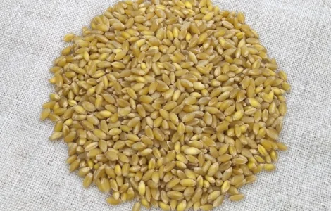 Насіння твердої пшениці Спадщина