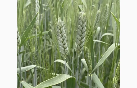 Насіння пшениці твердої Чадо на продаж