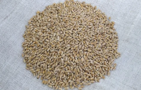 Насіння пшениці ярої МІП Злата, еліта