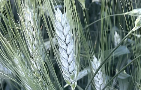 Насіння пшениці твердої ярої Меіса