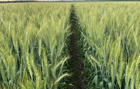 Насіння пшениці ярої МІП Візерунок, перша репродукція