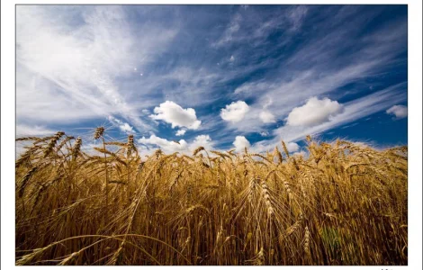 Куплю пшеницу1-4класс