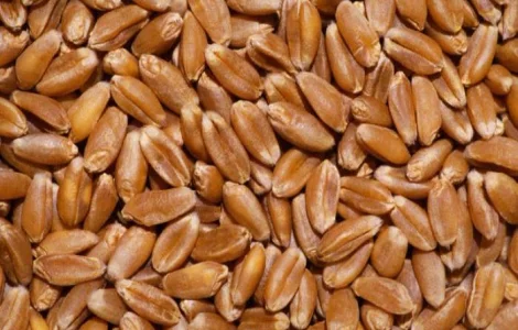 Куплю пшеницу яровую и твёрдых сортов с высокой стекловидностью