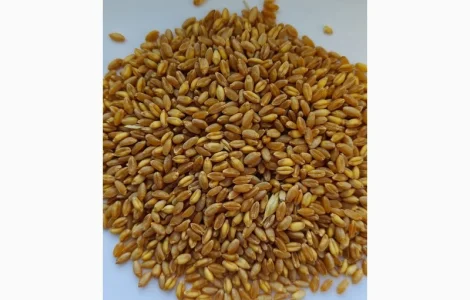 Пшениця тверда (дворучка)- БГ Флексадур 2С (BG Flexadur 2S)