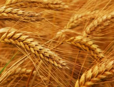 Насіння ОзимоЇ Пшениці Сталева