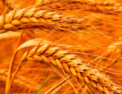 Насіння ОзимоЇ Пшениці Шпалівка