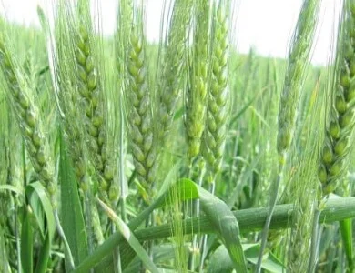 Насіння ОзимоЇ Пшениці Октава Одеська