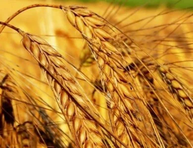 Насіння ОзимоЇ Пшениці Катруся Одеська