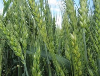 Насіння ОзимоЇ Пшениці Шестопалівка