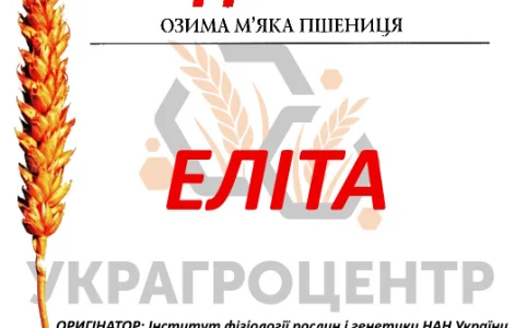 Насіння озимої пшениці ПОДОЛЯНКА еліта 2025