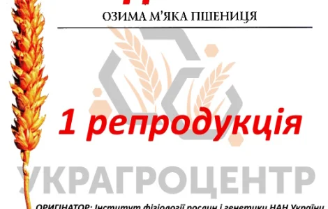 Насіння озимої пшениці ПОДОЛЯНКА 1 репродукція 2024р