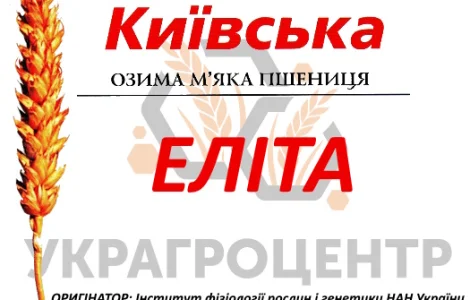 Насіння озимої пшениці ДАРИНКА КИЇВСЬКА еліта 2025р