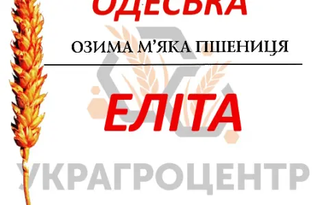 Семена озимой пшеницы Катруся Одесская элита 2025 года