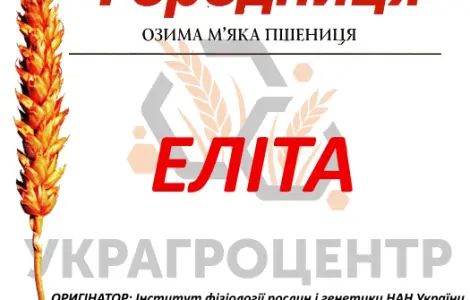 Насіння озимої пшениці ГОРОДНИЦЯ Еліта 2024 року