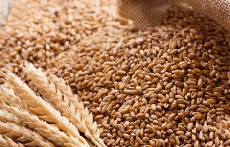 Пшениця 3 кл