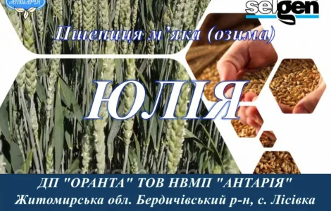 Насіння озимої пшениці ЮЛІЯ (СН