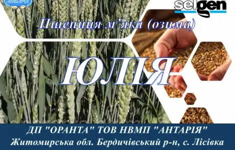 Насіння озимої пшениці Юлія – продаж