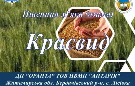 Насіння озимої пшениці Краєвид (БН) у продажу