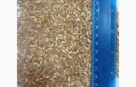 Продам насіння пшениці твердої ярої