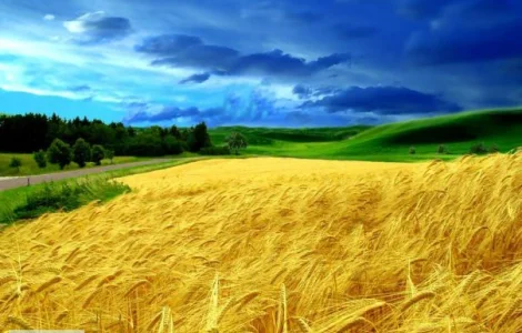 Закупаем пшеницу