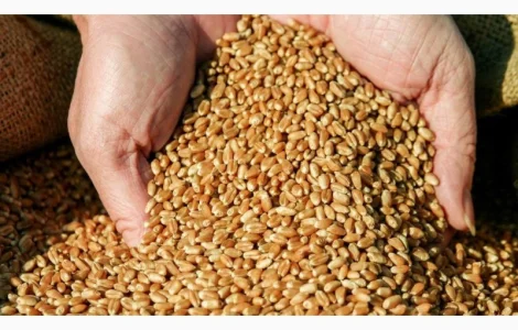 Продам товарну пшеницю 2 та 3 клас