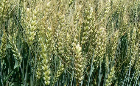 Насіння озимої пшениці Катруся Одеська (еліта). Дніпропетровська обл.