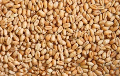 Насіння озимої пшениці МАГНІТКА (еліта/СН-1 репрод.) Дніпропетровська обл