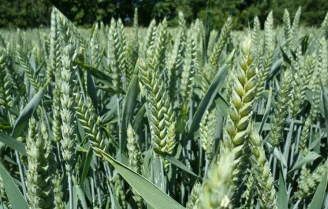 Насіння озимої пшениці Леммі (еліта) Дніпропетровська обл