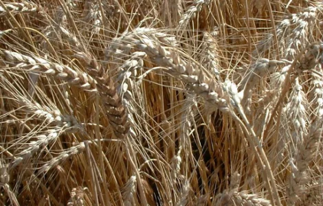 Насіння озимої пшениці Житниця Одеська (еліта/СН-1 репрод.) Дніпропетровська обл