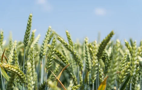 Насіння озимої пшениці МІП ЮВІЛЕЙНА (еліта)