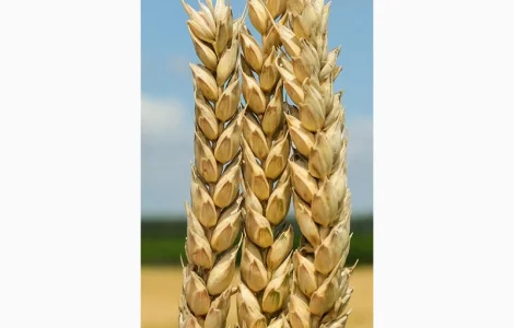 Насіння озимої пшениці БОГДАНА (еліта)