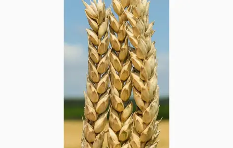 Продажа семян озимой пшеницы Богдана (элита)