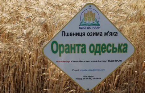 Насіння озимої пшениці Оранта Одеська (еліта) в Днепре