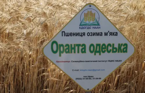 Насіння озимої пшениці Оранта Одеська (еліта) в Днепре