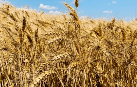 Продаж насіння озимої пшениці Софру Lidea France (СН-1 репрод.) у Дніпрі