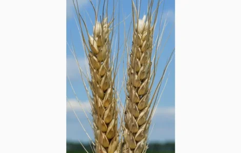 Насіння озимої пшениці Тайра (еліта) в Днепре