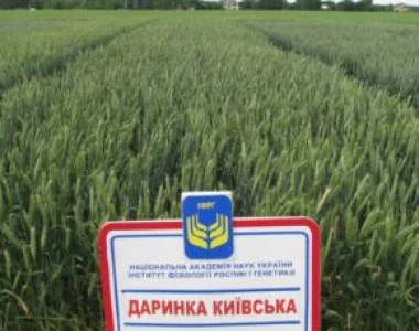 Насіння озимої пшениці Даринка Київська (СН-1 репрод.)