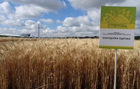 Насіння озимої пшениці Благодарка Одеська (еліта). Дніпропетровська обл.