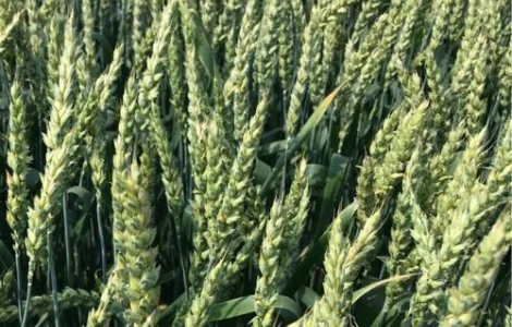 Насіння озимої пшениці ЮЛІЯ (СН-1 репродукція) в Днепре