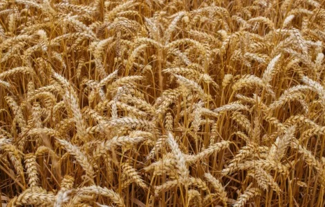 Насіння озимої пшениці СКАГЕН (СН-1/еліта) в Днепре