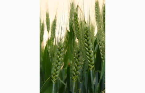 Насіння озимої пшениці Фортеця (еліта). Дніпропетровська обл.