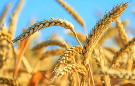Насіння озимої пшениці Сорріал Lidea France - продаж у Дніпрі