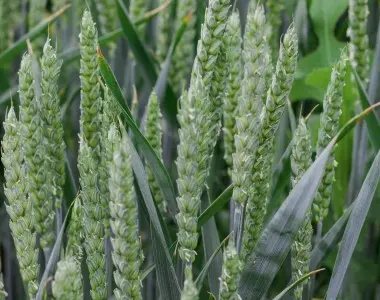 Насіння озимой пшеницы Мулан NPZ Lembke (элита/СН-1 репродукция) в продаже