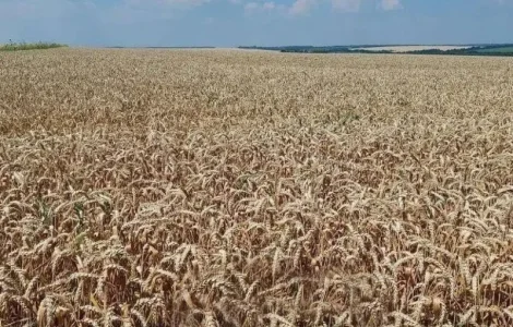 Посевной материал озимой пшеницы Viterra Seed Катарина