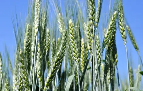 Пшениця озима сорт Соліндо на продажу