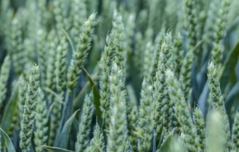 Озима пшениця Saaten Union Скаген Еліта