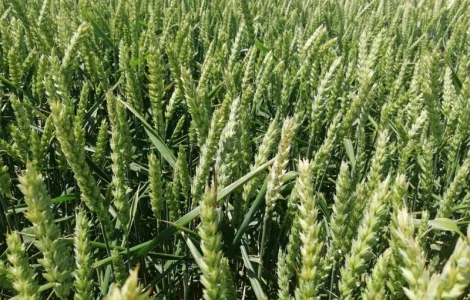 Елітне насіння озимої пшениці Lembke Леммі Еліта