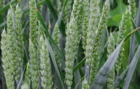 Насіння озимої пшениці німецької селекції Saaten Union Мулан Еліта