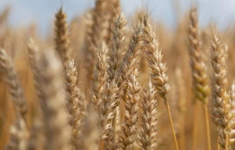 Насіння остистої озимої пшениці Ультім