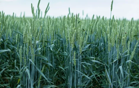 Пшениця посівна озима Saaten Union Скаген